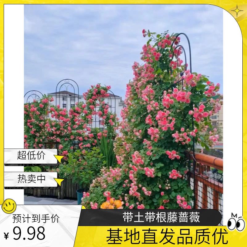 爬藤蔷薇基地直发(带土带根发货)