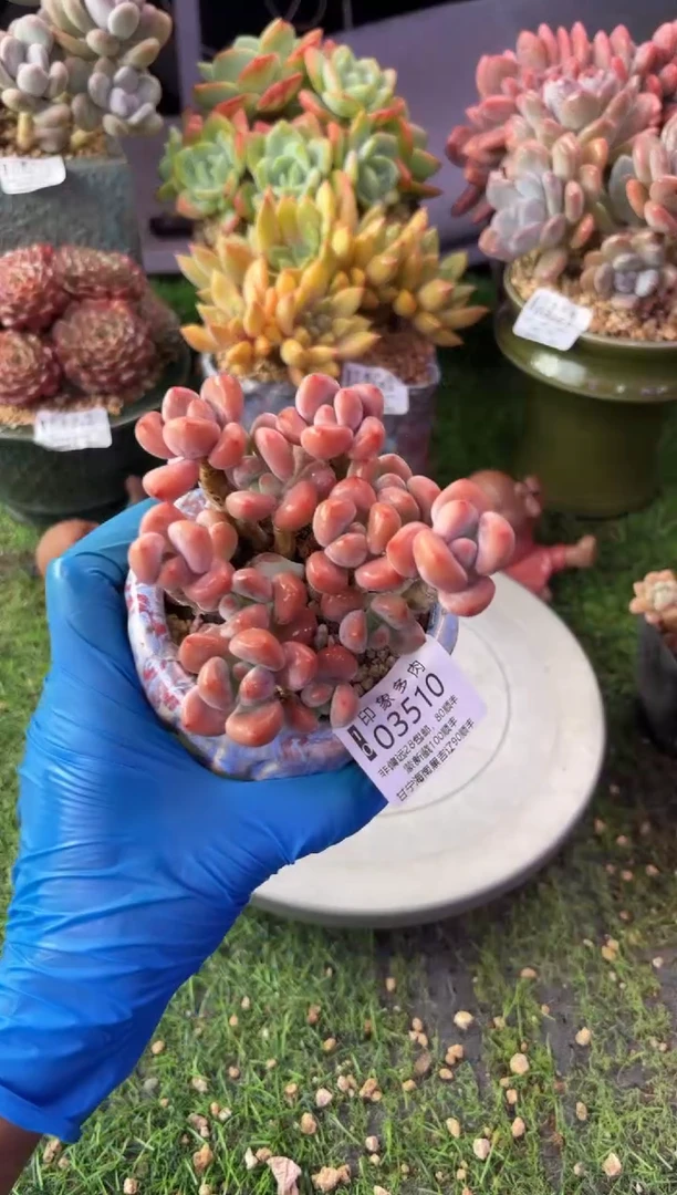 昆明印象多肉03510