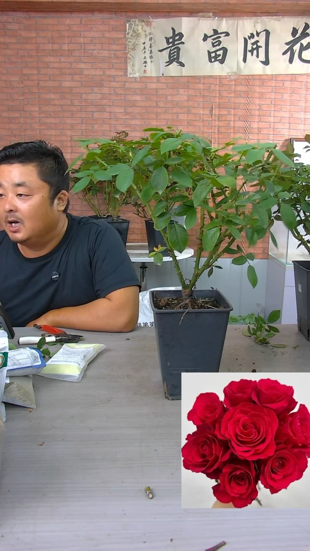 当前无花朵，栽培后可花朵米迦勒