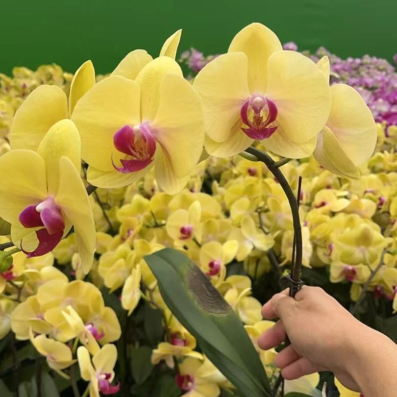 花悦里【富乐夕阳】双花剑  大花型 带花发货 广州花卉源头基地