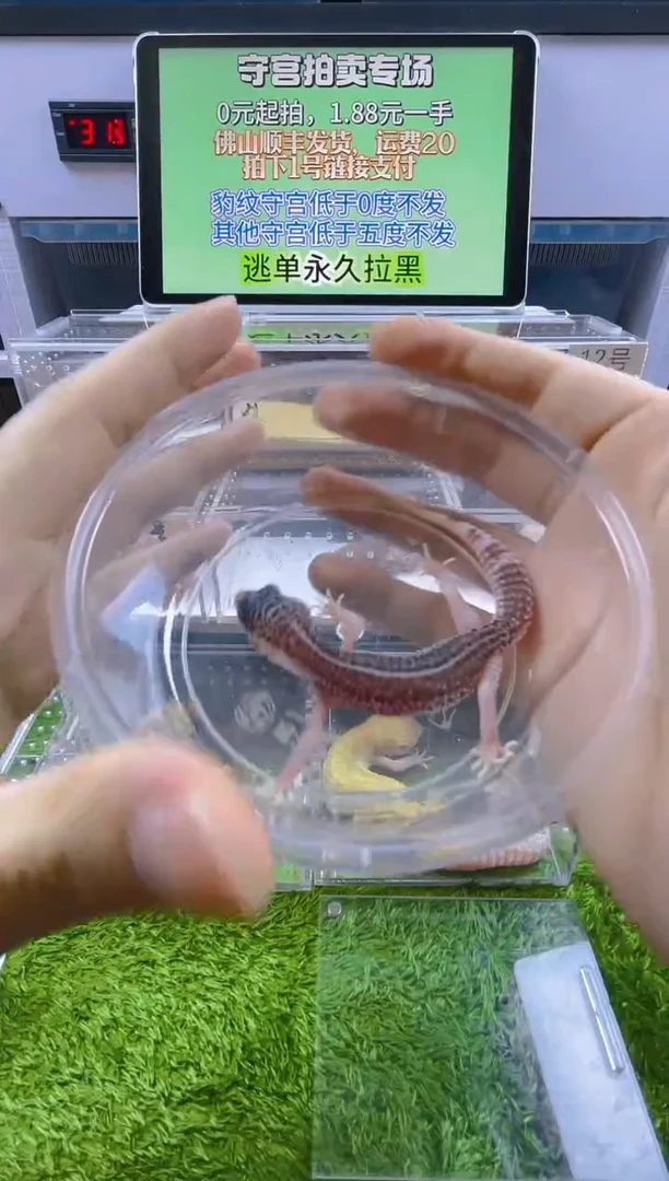 豹纹守宫豹纹肥尾瘤尾苗子亚成成体