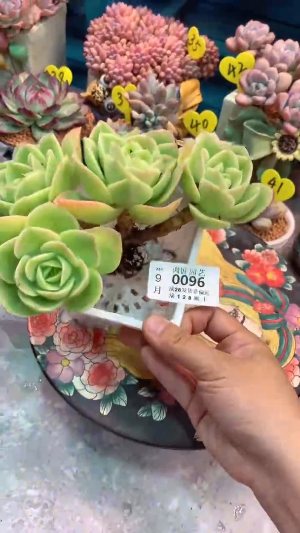 M****?0096-一物一拍