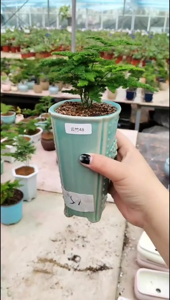 完全开放唐山云竹 带盆发货 全国包邮