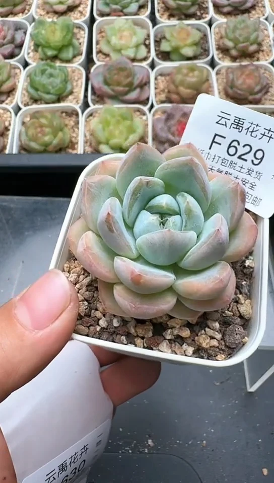 629F云禹多肉植物 默认脱土纸巾打包 3颗包邮