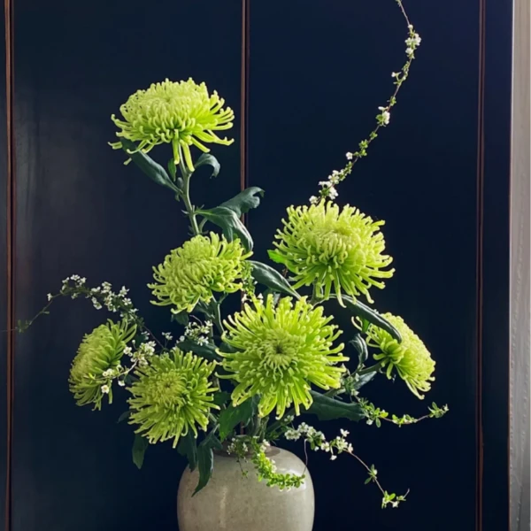 【绿美花语】AAA级稀有新品苍翠烟花菊花努力鲜切花花展鲜花