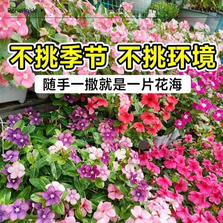 矮生长春花种子日日春耐寒耐热花卉阳台盆栽植物庭院四季播种开花