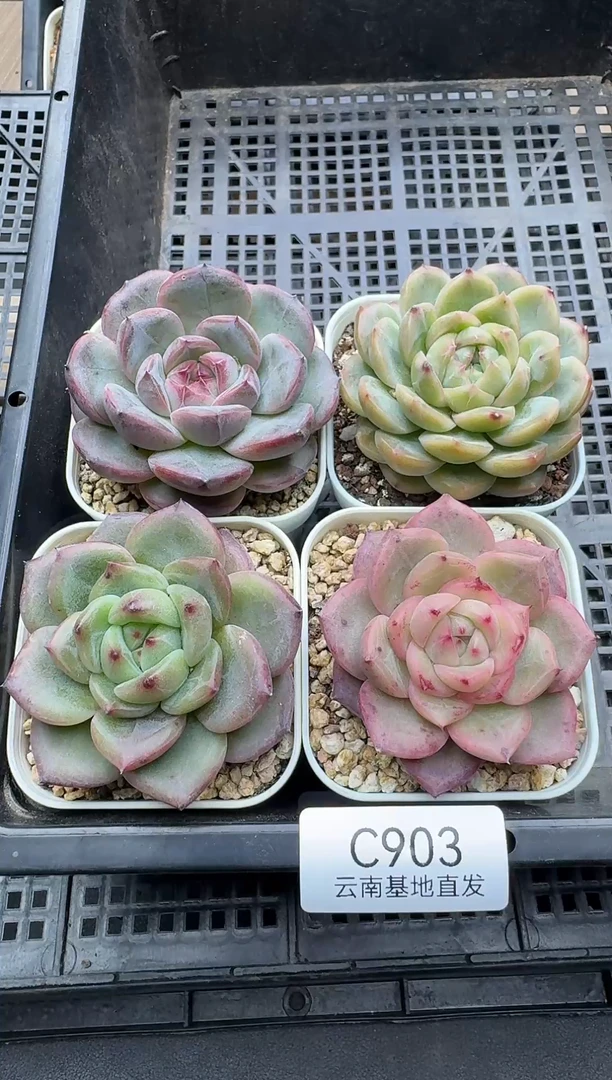 珍妮杂交多肉C903