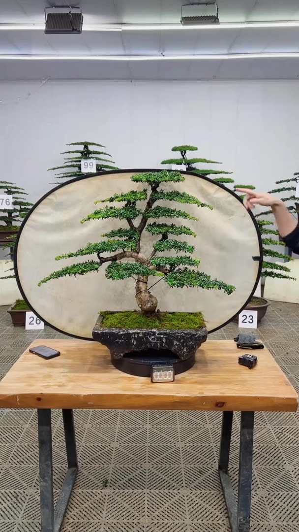 无花朵一物一拍一物一拍