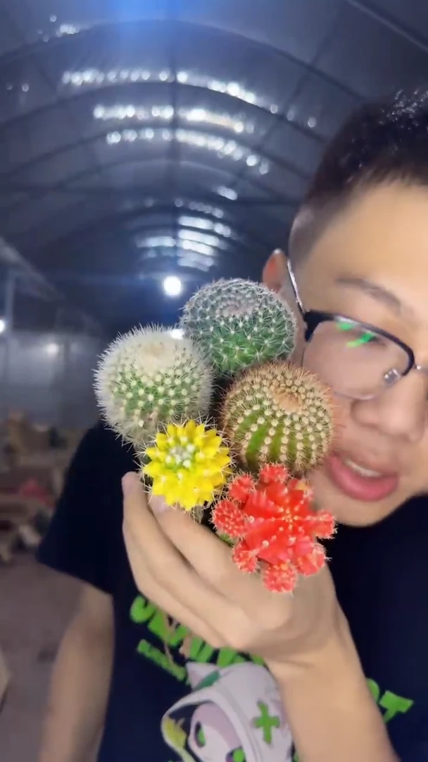 5色球组合【嫁接】