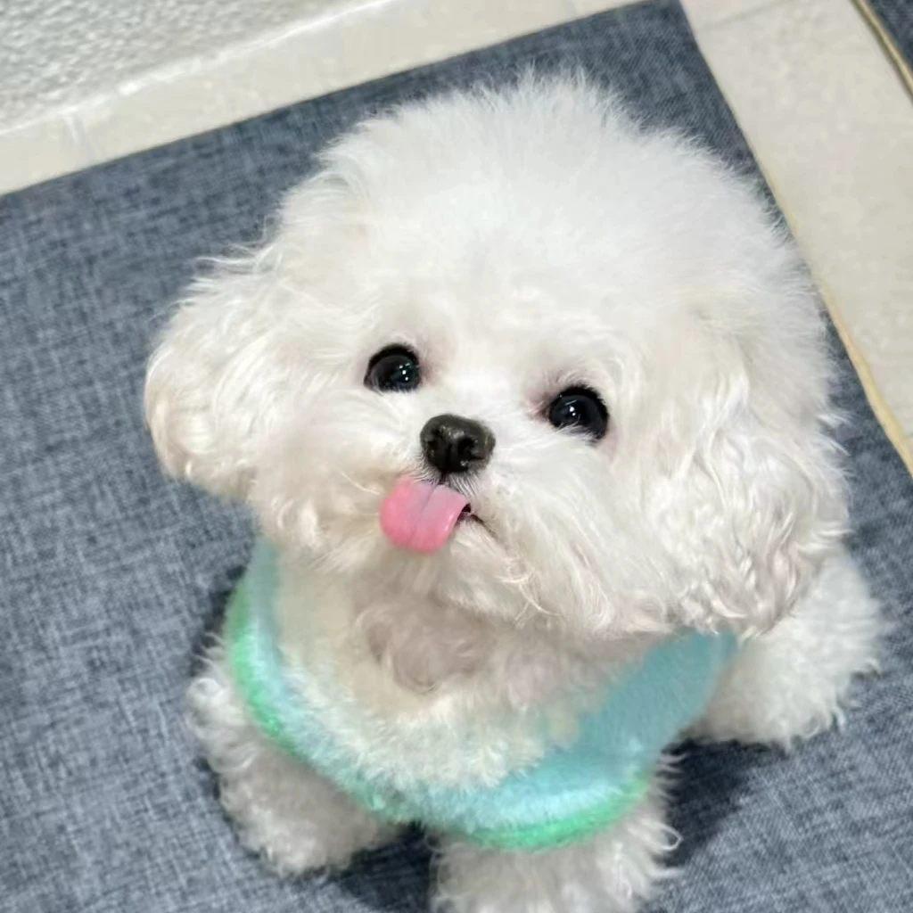 小型犬比熊宠物     TT3