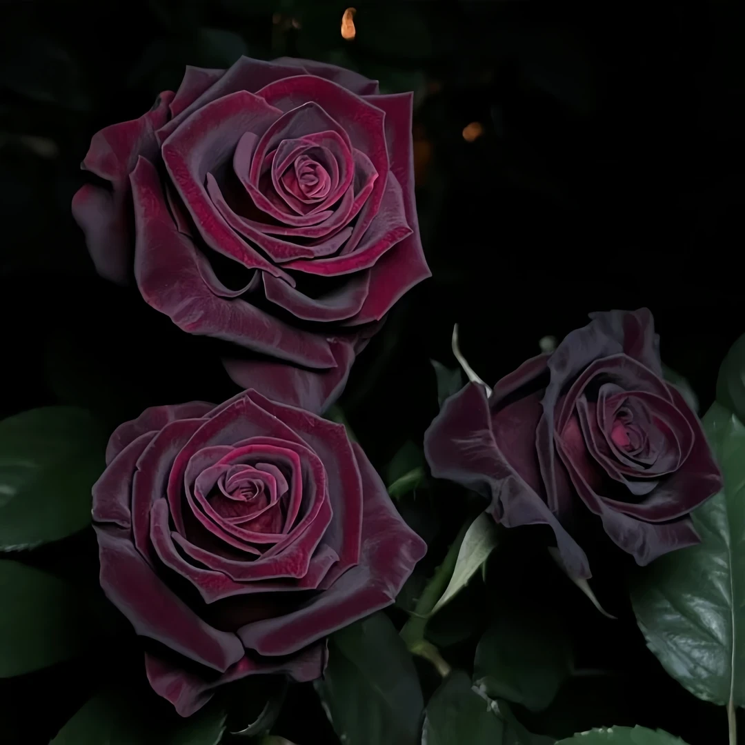 【稀有黑巴克】云南玫瑰花老桩室内四季开花盆栽庭院种植好养耐寒