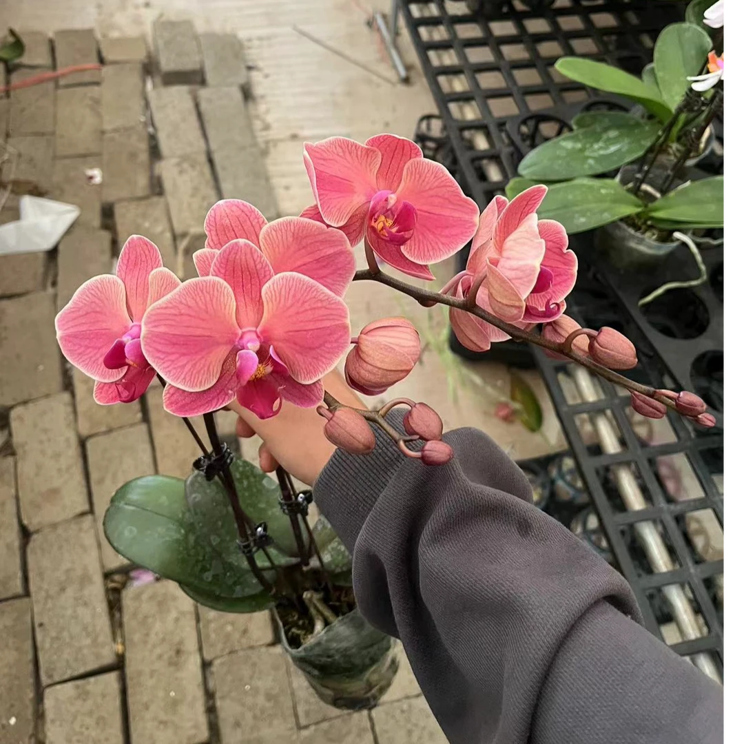 3.0寸纳博纳 双梗 蝴蝶兰一颗【任意两颗起发货】