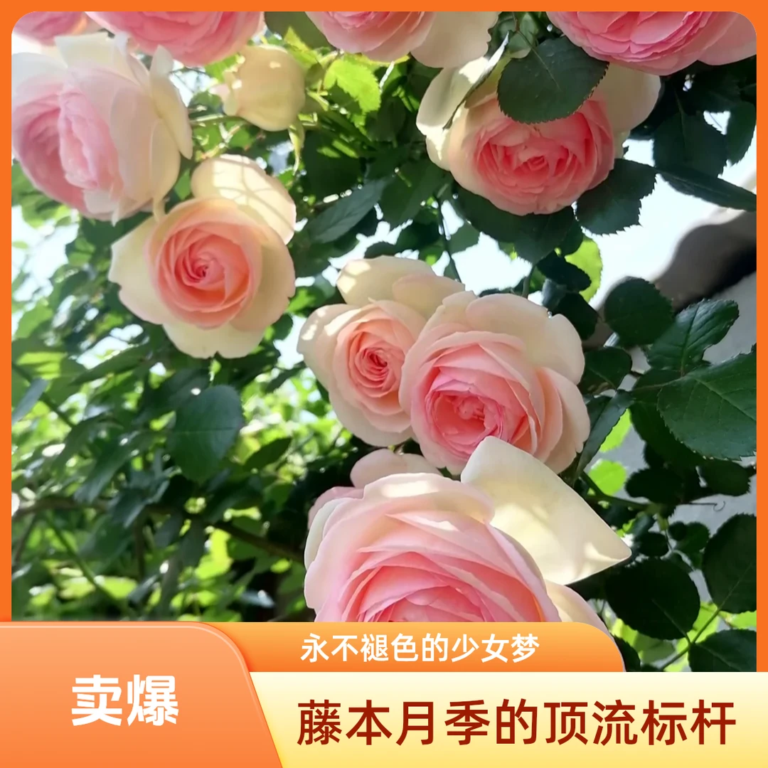 黑哥的花园粉色龙沙宝石粉红渐变花瓣月季爬藤爆花庭院拱门首选
