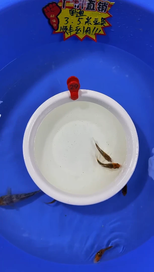 锦鲤活体二号链接