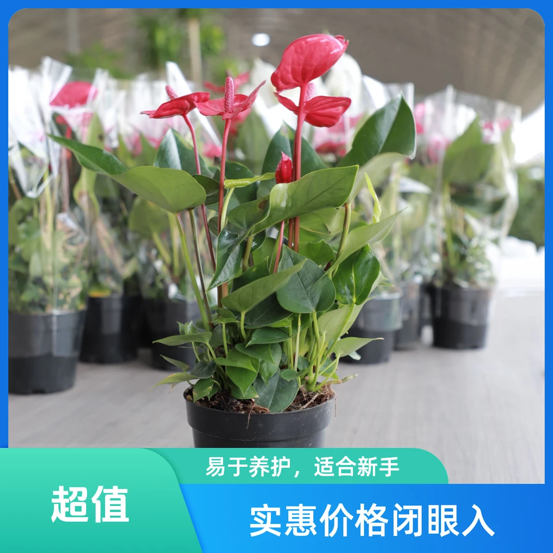红掌花烛盆栽带花苞室内绿植观花植物四季开花好养活
