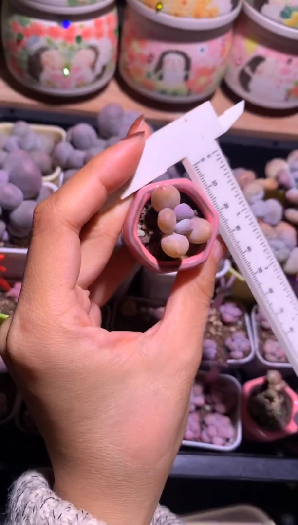 蛋黄奶酪，满28包邮不满发一个叶片到付