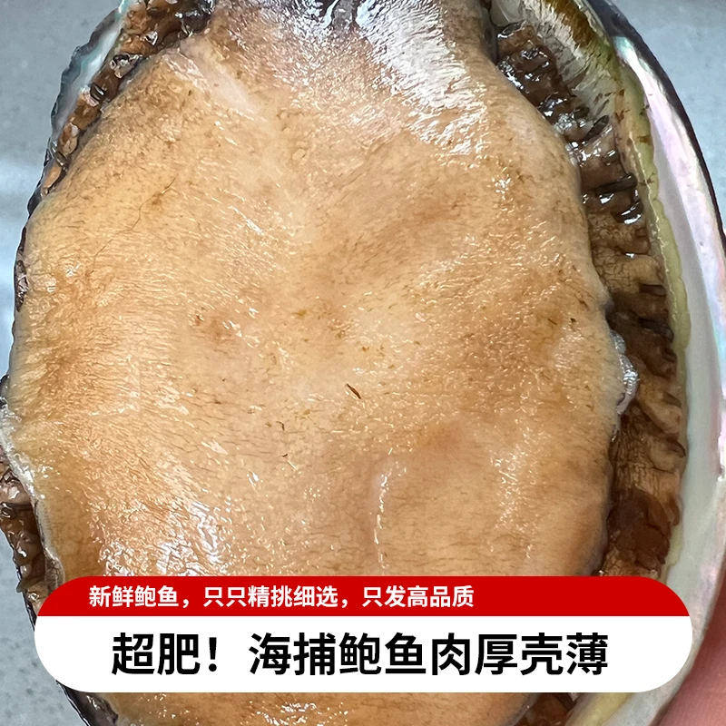 [东山岛]9公分左右速冻锁鲜/深海鲍海鲜水产鲍鱼水产速冻鲍鱼含冰
