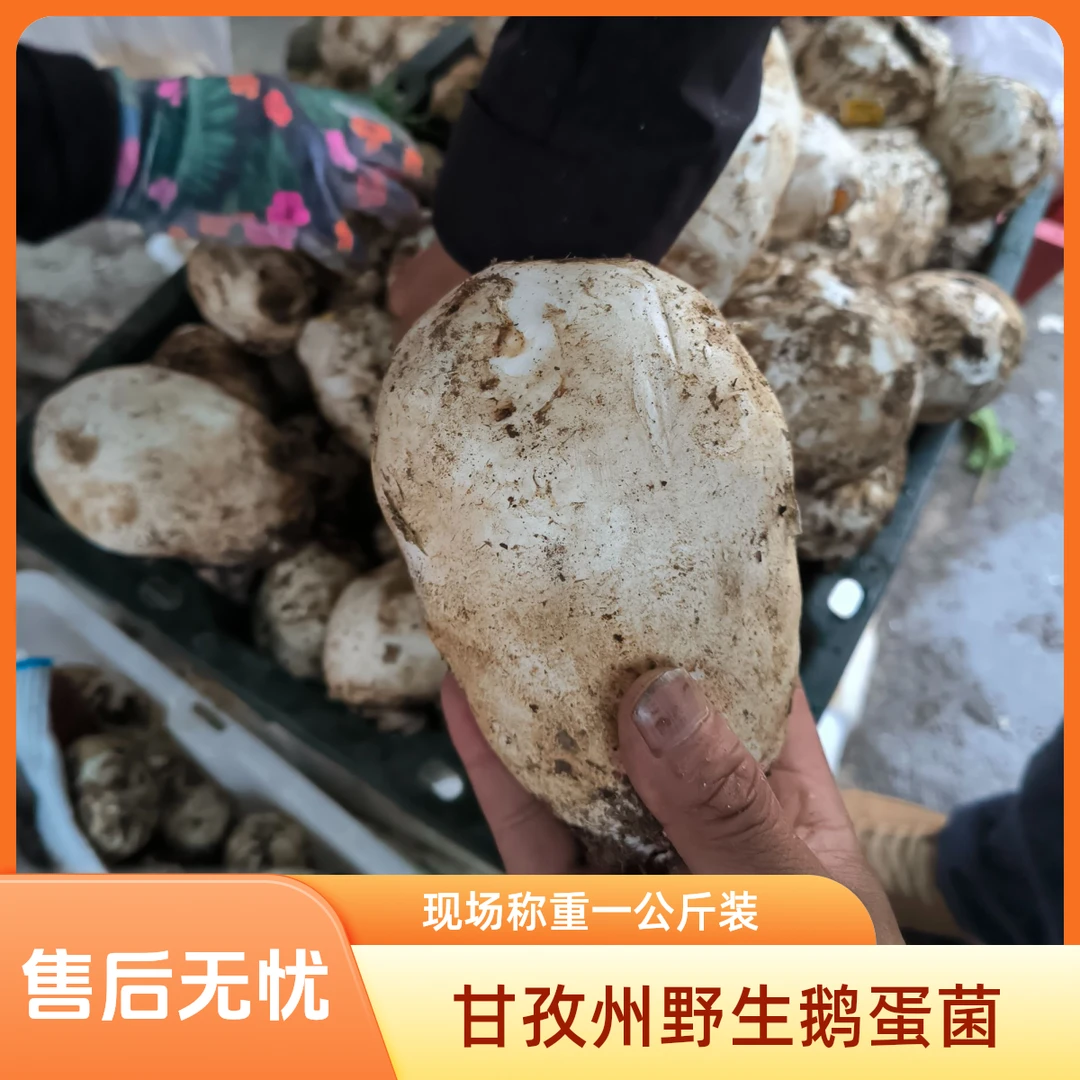 甘孜州丹巴县野生菌鹅蛋菌现场称重一公斤一盒顺丰特快包邮