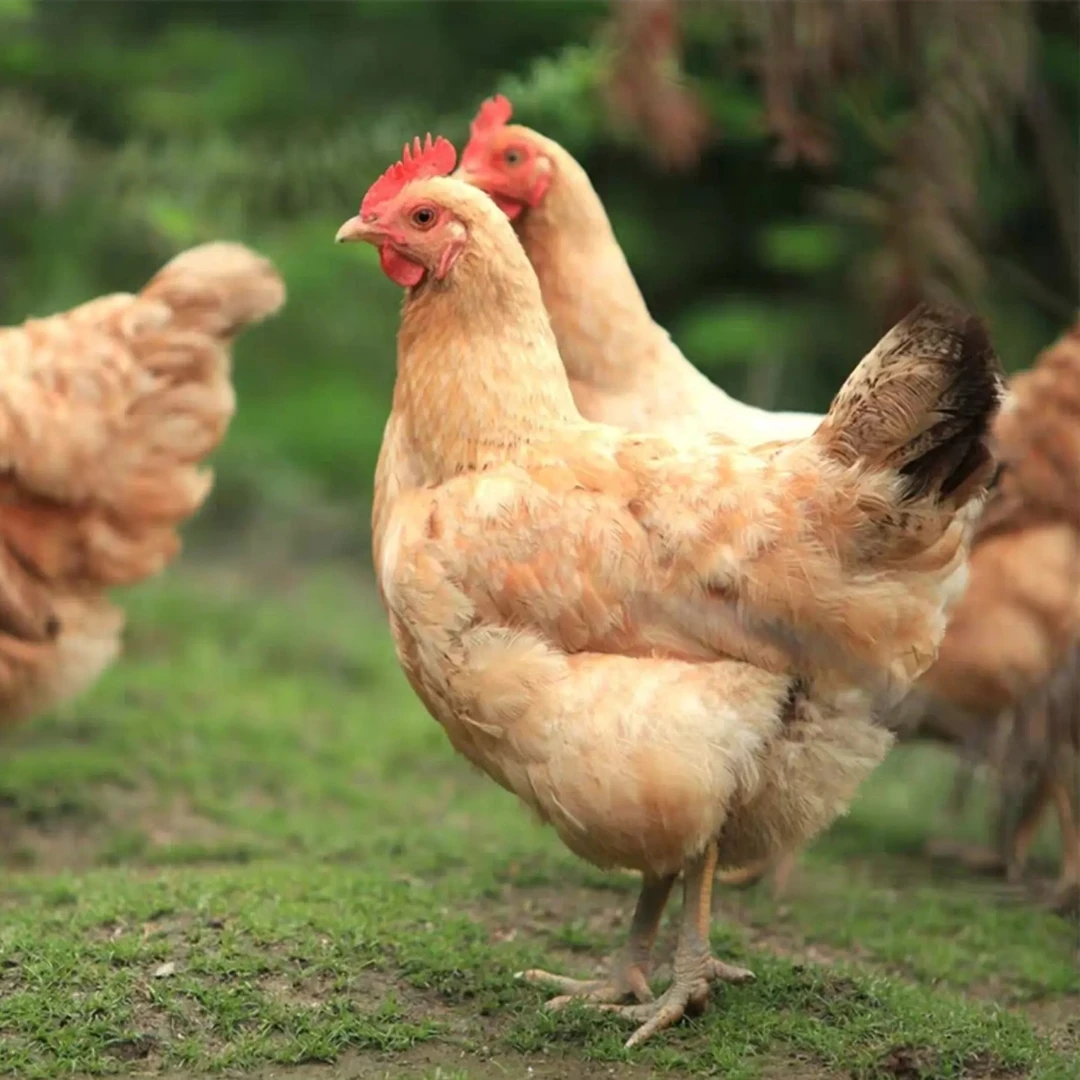 【老粉年订福利】12只方亮家2年以上金膘黄油老母鸡单只净重2.5-3斤