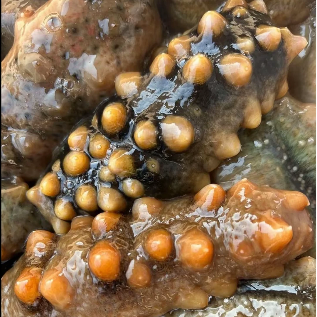 大连长海县深海海参（冻煮海参）