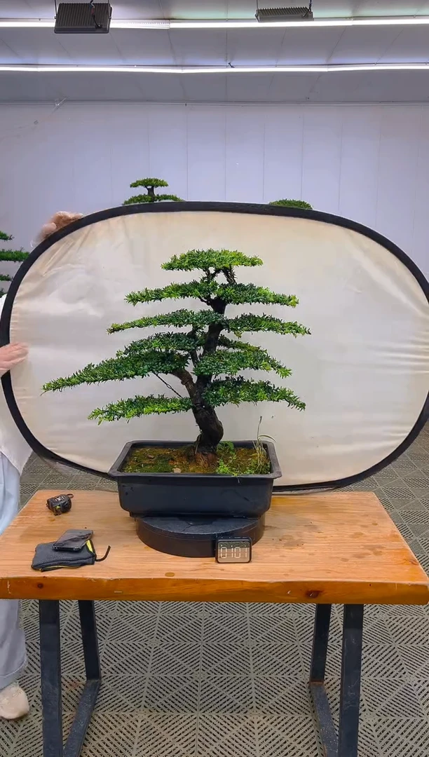 无花朵一物一拍一物一拍