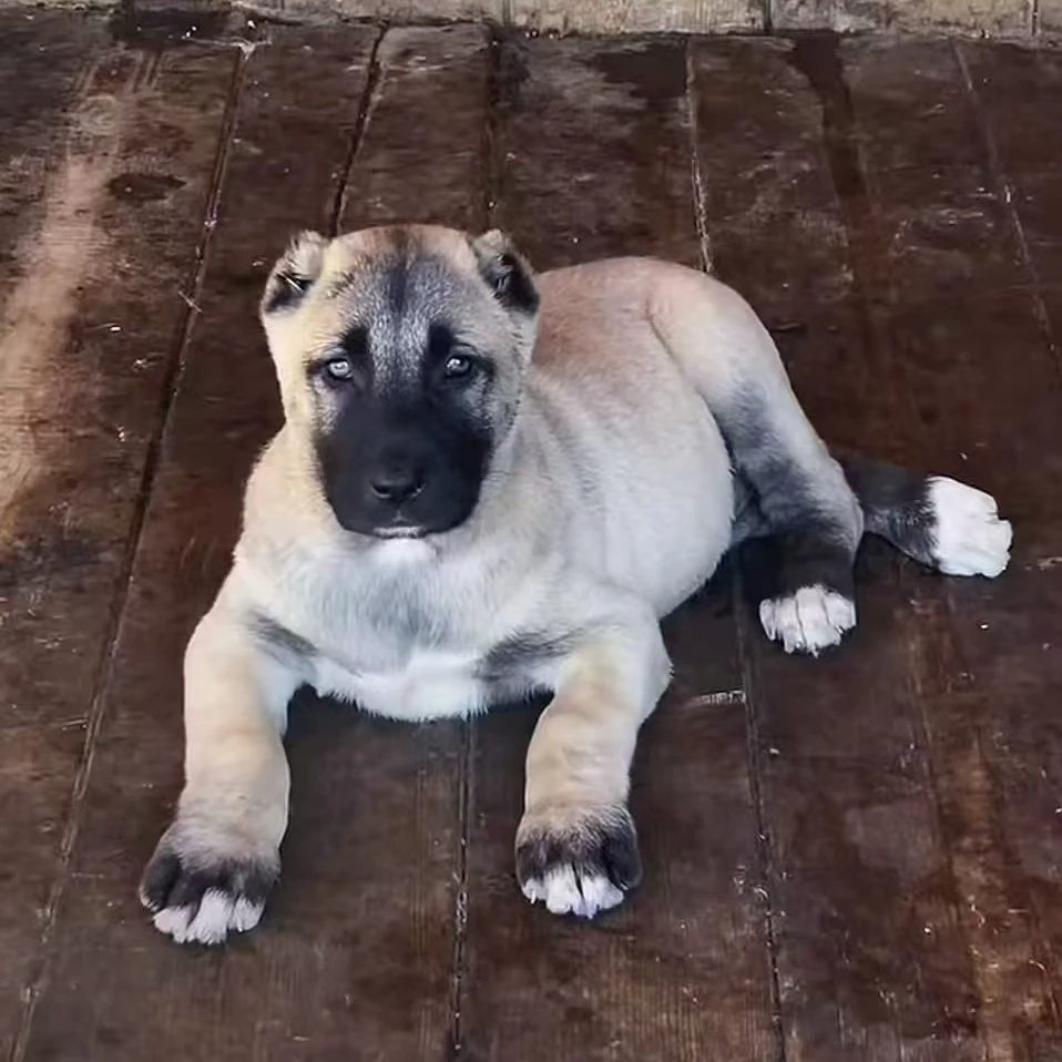 （坎高俱乐部家）T狗狗活体