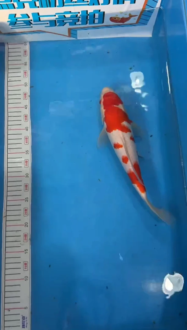 锦鲤瓷**处27号锦鲤红白鱼 闪购