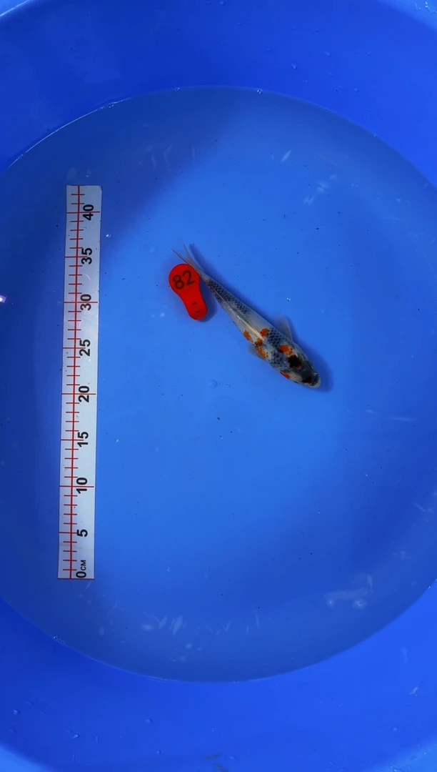 锦鲤活体二号链接