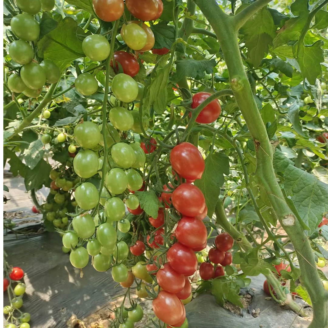 曲周粉玉小番茄圣女果青甜2号小番茄五斤装