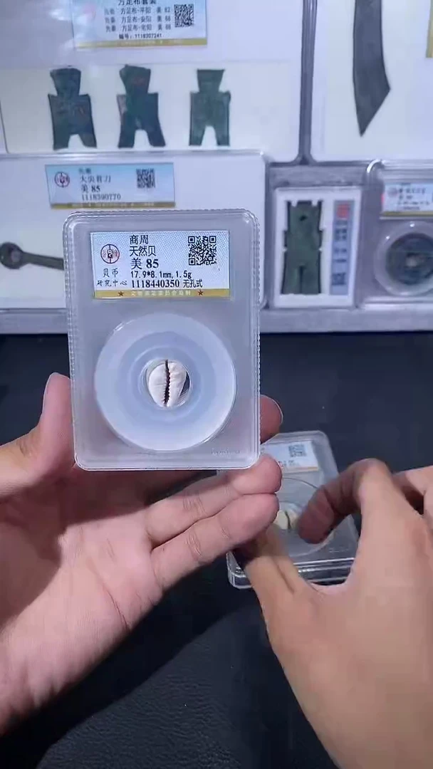 【闪购商品】金琪珍天然贝一枚