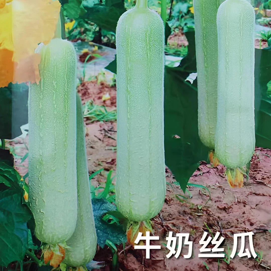 奶油丝瓜种子牛奶菜瓜种籽子春季菜种籽四季高产南方蔬菜子籽