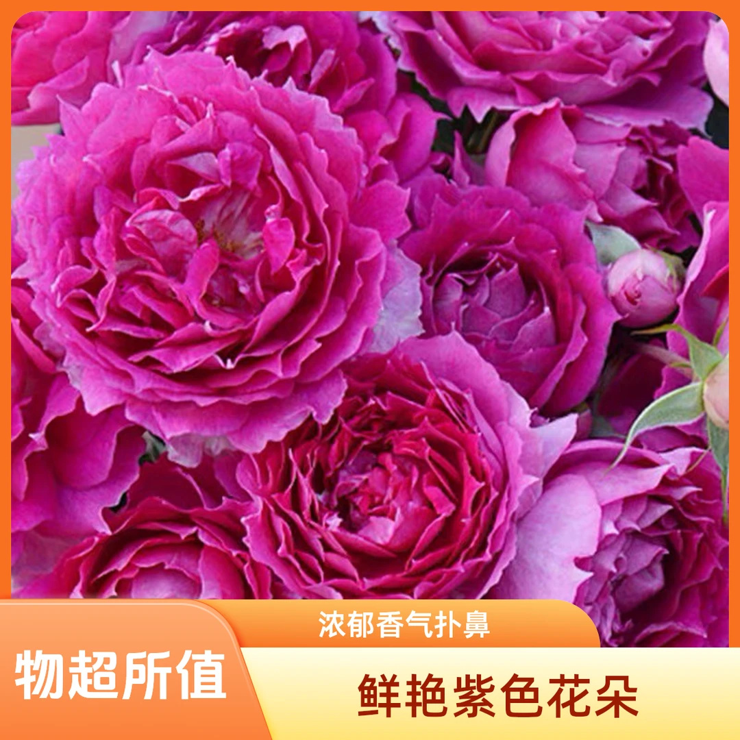 【顺丰包邮】天方夜谭棒棒糖树桩月季四季开花大花浓香庭院阳台楼顶