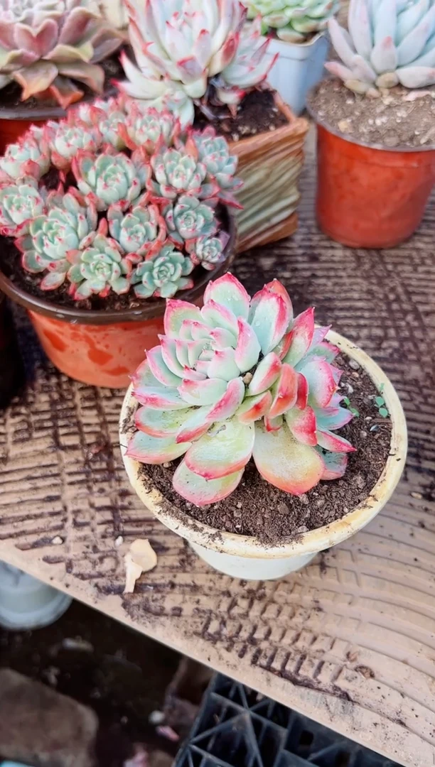 傻**，多肉植物一物一拍28039