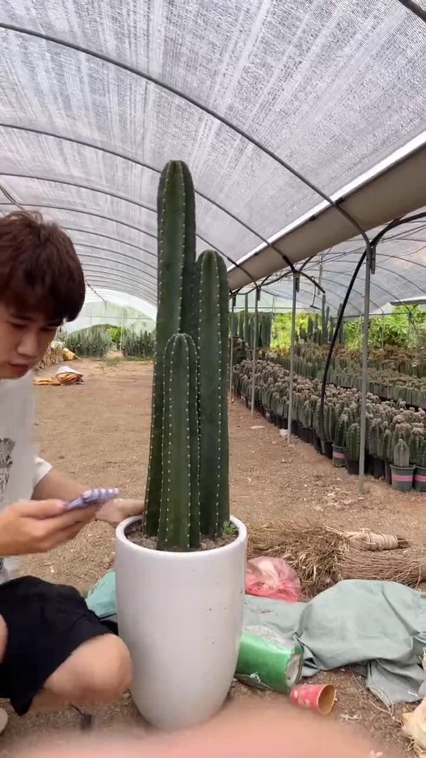 【带根】30 50 70cm 量天尺