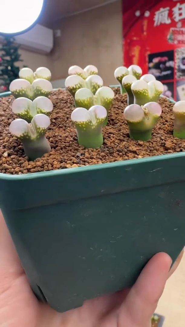 【闪购商品】19-24小桃红一颗