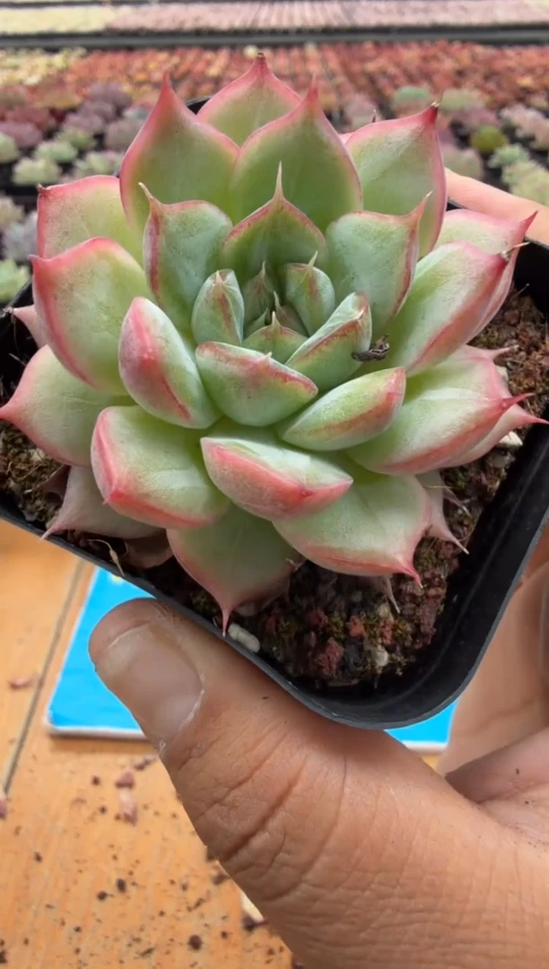 东云多肉园二店-133