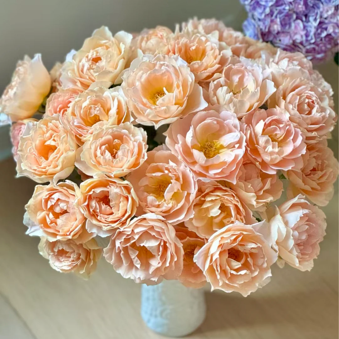 【独鬏鬏优选】云南稀有鲜花 [杏] 多头玫瑰 顺丰配送