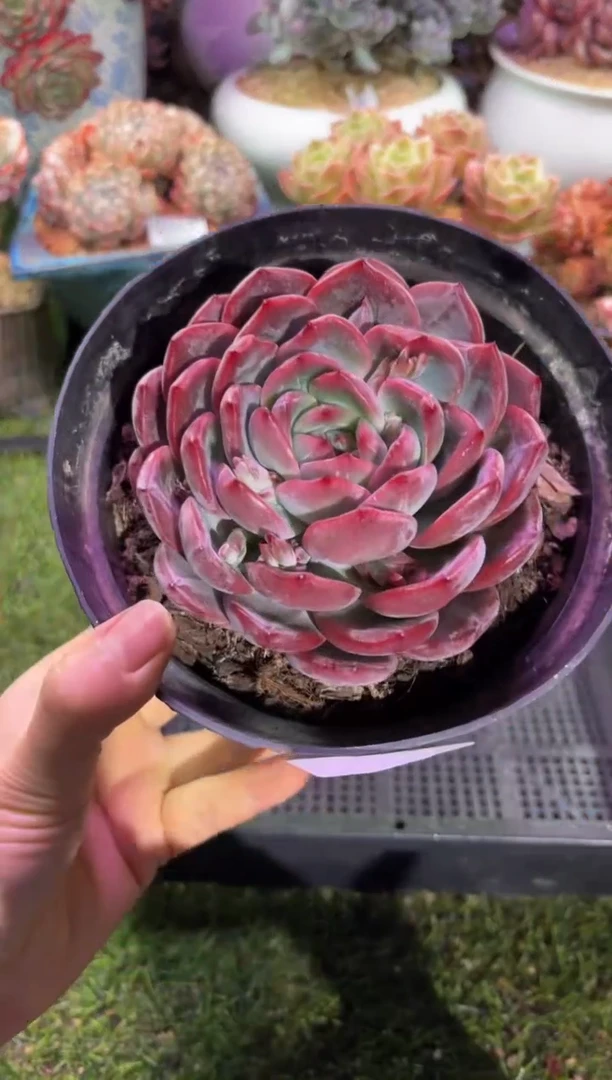 【闪购商品】00877