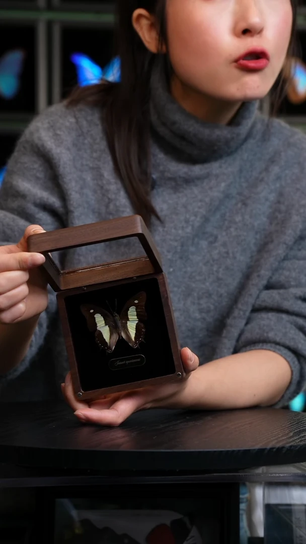 二尾蛱蝶胡桃木盒子