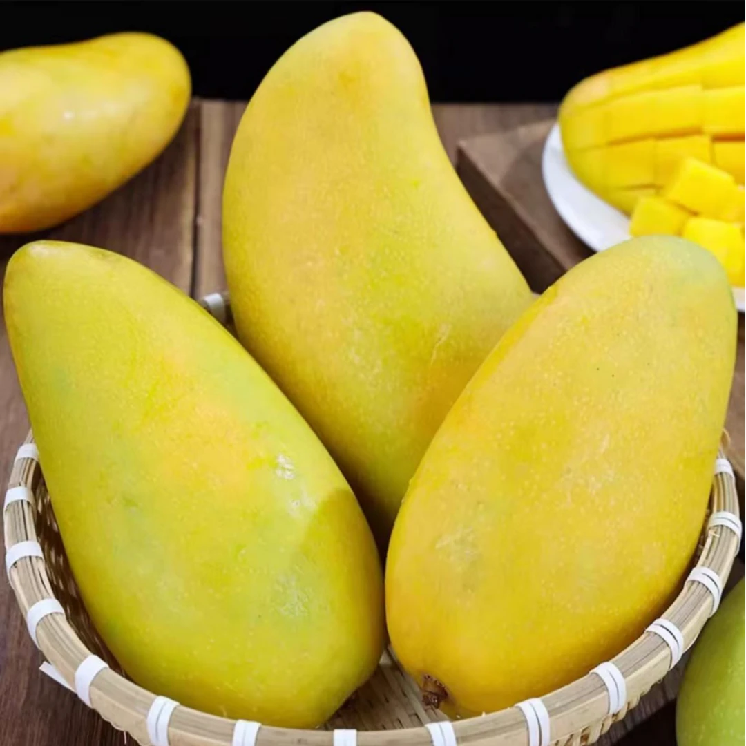 【催熟食用】当季海南金煌芒软糯青皮黄皮现采摘放软食用坏果包赔X