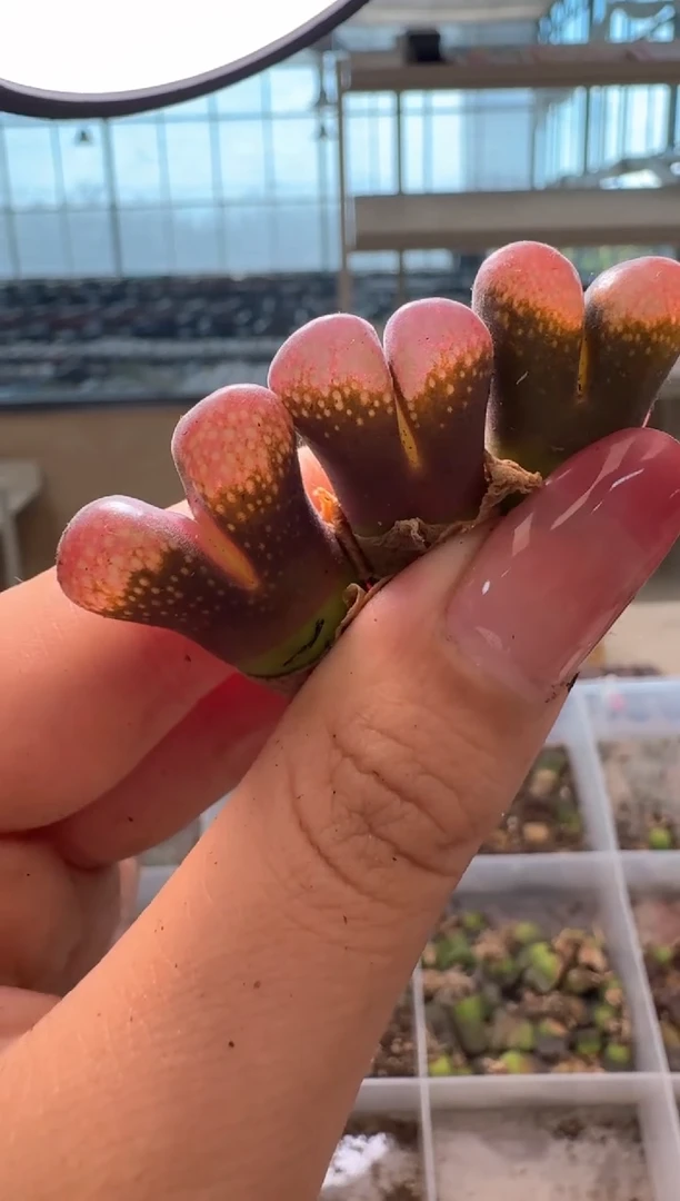 木*2-162多肉植物肉锥