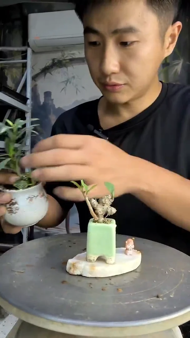 桃*简中青园艺一物一拍419