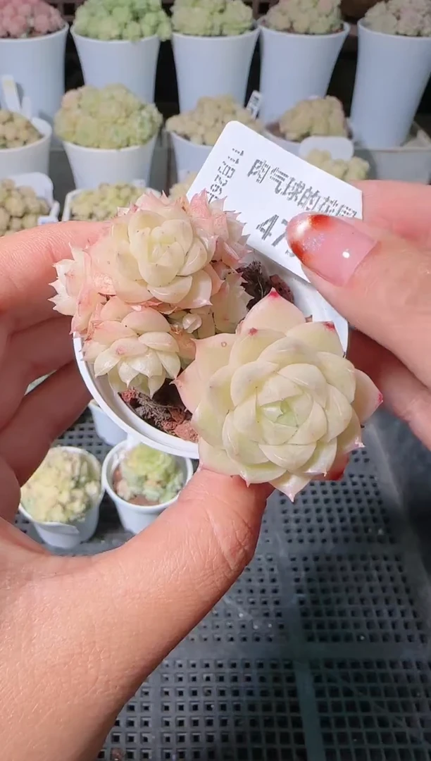 1126-479群生不包整