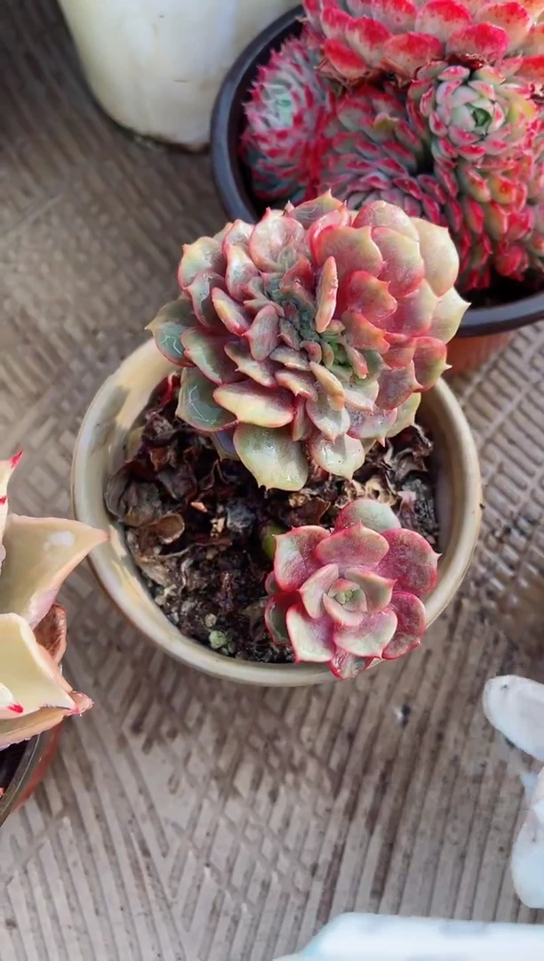 【闪购商品】02308