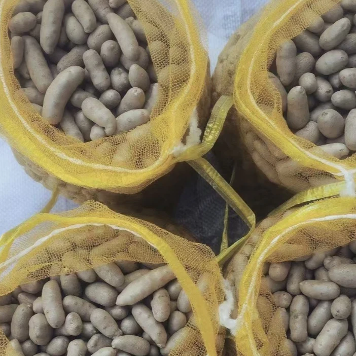 山药豆中大果新鲜原产地直发
