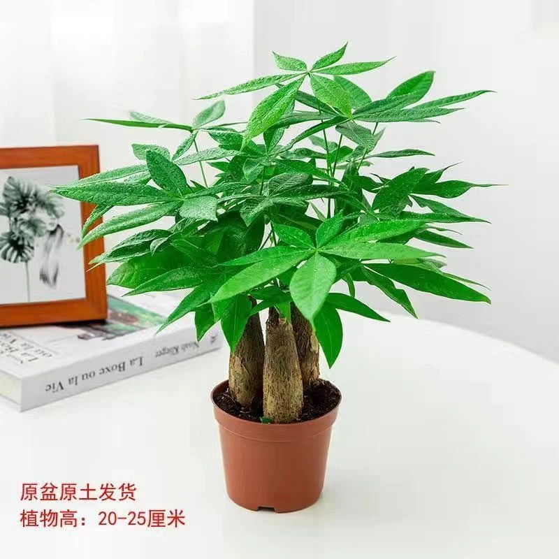 三杆发财树粗杆大树桩室内招财好养活的绿植盆景
