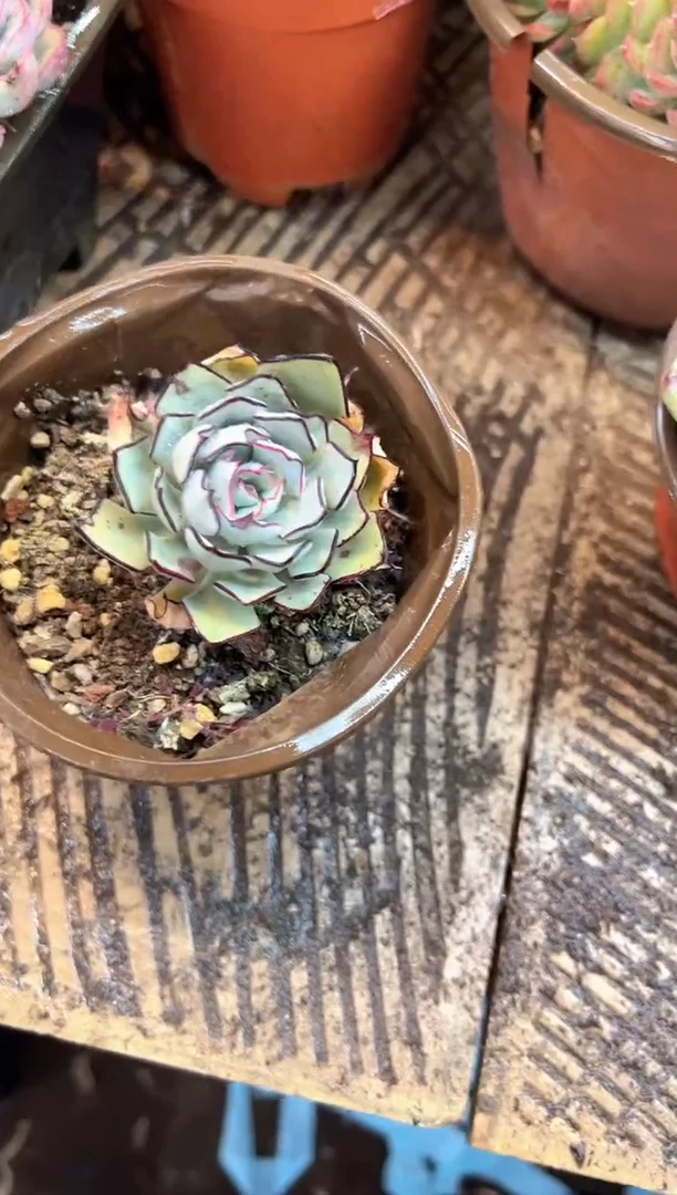 黎*i多肉植物一物一拍21427