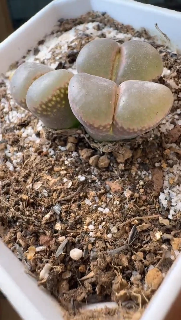 8-520多肉植物肉锥