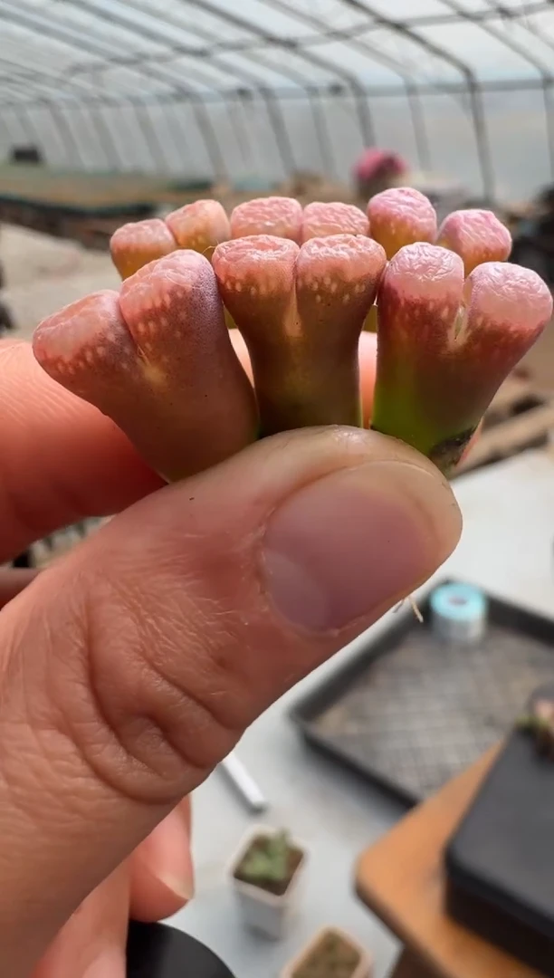 【闪购商品】1/23-31小蛮腰一颗