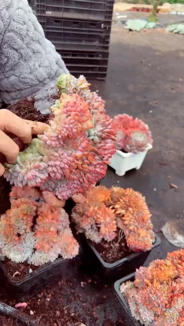 ?橙梦露缀化精品